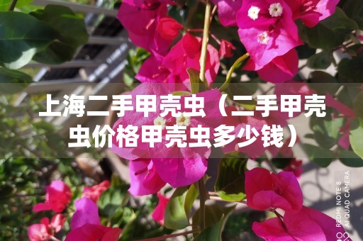 上海二手甲壳虫（二手甲壳虫价格甲壳虫多少钱）