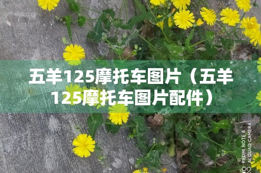 五羊125摩托车图片（五羊125摩托车图片配件）