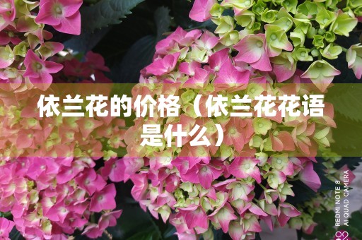 依兰花的价格（依兰花花语是什么）