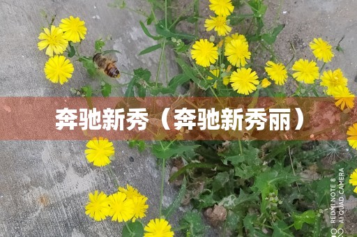 奔驰新秀（奔驰新秀丽）