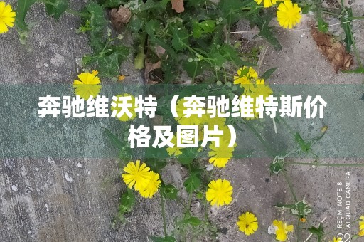 奔驰维沃特（奔驰维特斯价格及图片）