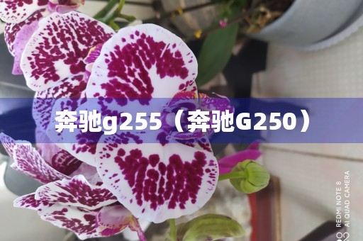 奔驰g255（奔驰G250）