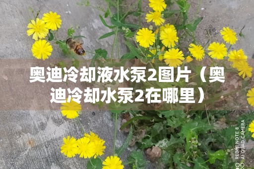 奥迪冷却液水泵2图片（奥迪冷却水泵2在哪里）