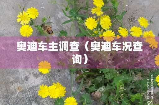 奥迪车主调查（奥迪车况查询）