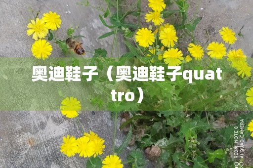 奥迪鞋子（奥迪鞋子quattro）