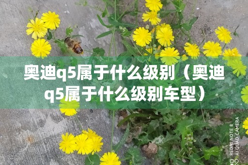 奥迪q5属于什么级别（奥迪q5属于什么级别车型）