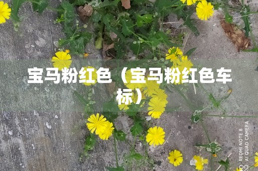 宝马粉红色（宝马粉红色车标）