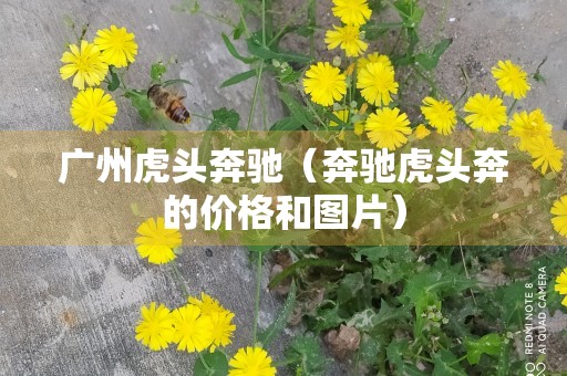 广州虎头奔驰（奔驰虎头奔的价格和图片）