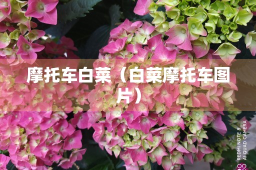 摩托车白菜（白菜摩托车图片）