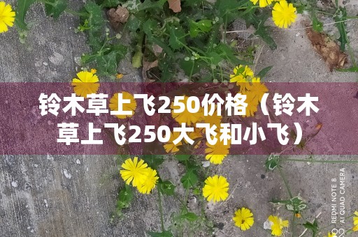 铃木草上飞250价格（铃木草上飞250大飞和小飞）