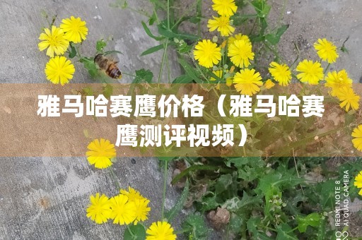 雅马哈赛鹰价格（雅马哈赛鹰测评视频）