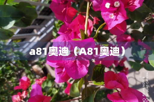 a81奥迪（A81奥迪）