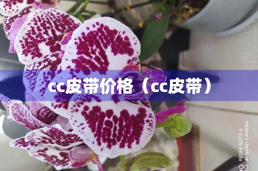 cc皮带价格（cc皮带）