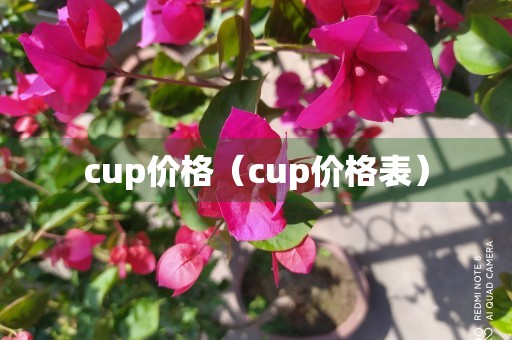 cup价格（cup价格表）